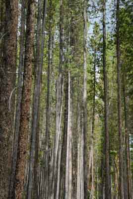 The Rocky Mountains in the Colorado state, United States. Photographs by Amar Guillen.